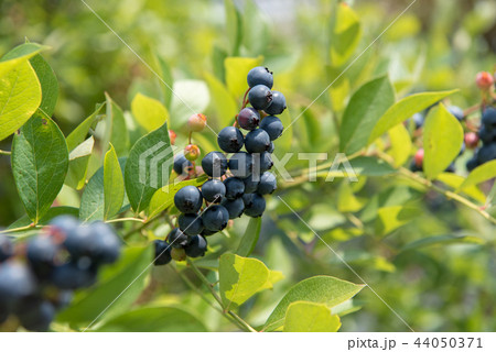 ブルーベリーの収穫 44050371