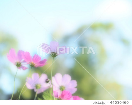 かわいいコスモスの花 かわいいコスモスの花 44050460