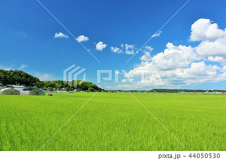 夏の青空と田んぼの写真素材