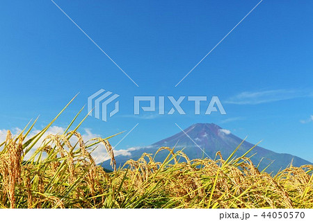 秋晴れの青空と田んぼ そして富士山 秋晴れの青空と田んぼ そして富士山 44050570