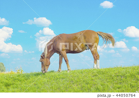 Summer rural landscape grazing horse on pasture 44050764