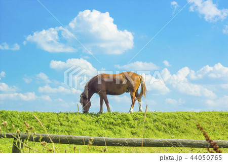 Summer rural landscape grazing horse on pasture Summer rural landscape grazing horse on pasture 44050765