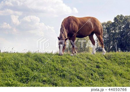 Brown horse grazes on green glade 44050766
