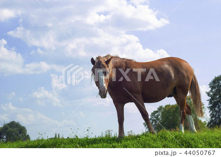 Wild horse brown color on pasture against blue sky 44050767