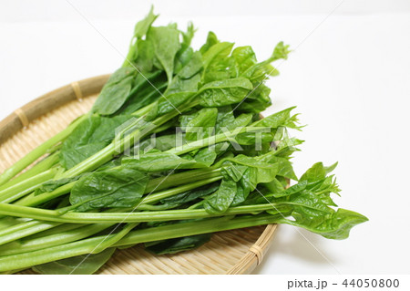 野菜 ツルムラサキ 野菜 ツルムラサキ 44050800