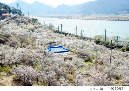 列車 韓国 量産 44050924