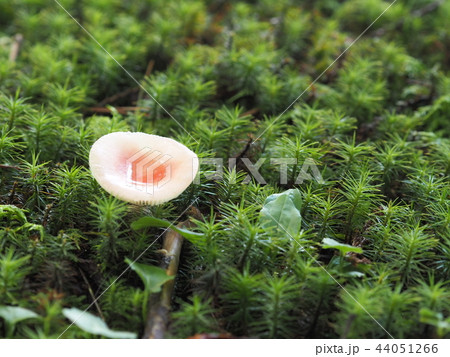 ピンクのきのこの写真素材