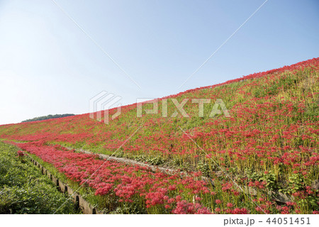 彼岸花 44051451