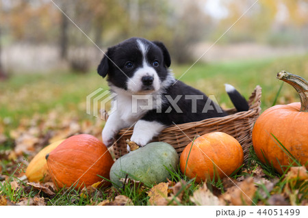corgi puppy dog with a pumpkin on an autumn background corgi puppy dog with a pumpkin on an autumn background 44051499