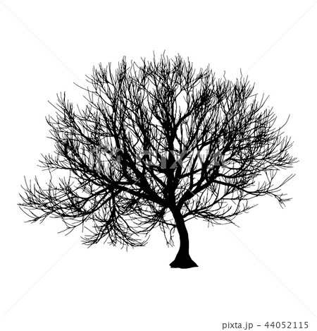Black dry tree winter or autumn silhouette on white background. illustration Black dry tree winter or autumn silhouette on white background. illustration 44052115
