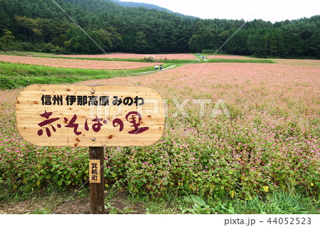 信州伊那高原　赤そばの里　　上伊那郡箕輪町 44052523