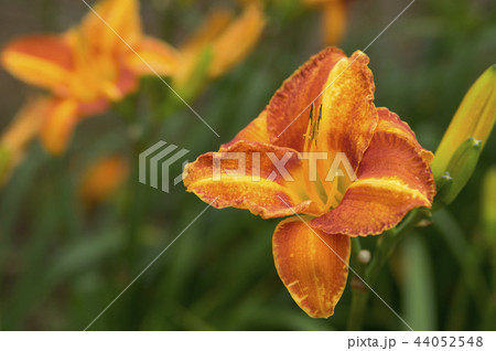 ヘメロカリス　槻の夕陽 44052548