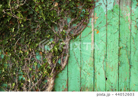 Ivy on a green wooden wall 44052603