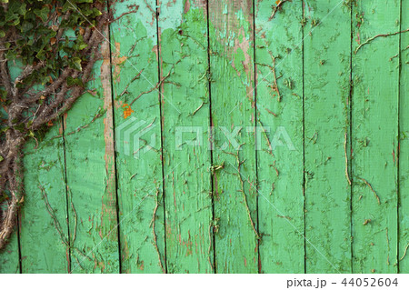 Ivy on a green wooden wall 44052604