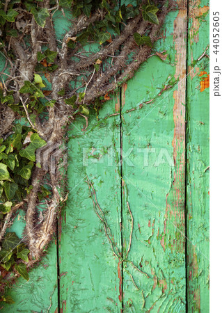 Ivy on a green wooden wall 44052605