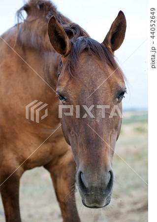 Old Brown Horse on a Farm Old Brown Horse on a Farm 44052649