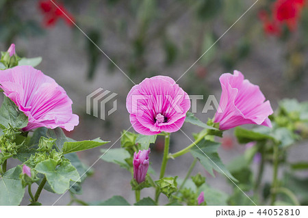 Lavatera trimestris pink flower in garden Lavatera trimestris pink flower in garden 44052810
