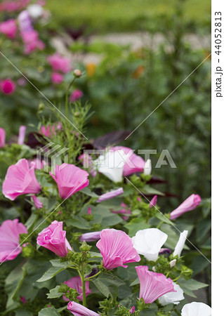 Blurred background Lavatera trimestris flowers Blurred background Lavatera trimestris flowers 44052813