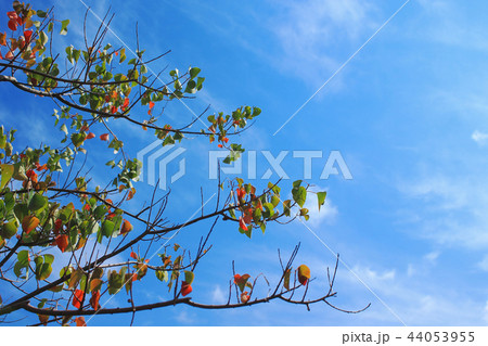 秋のイメージ_紅葉と青空 秋のイメージ_紅葉と青空 44053955