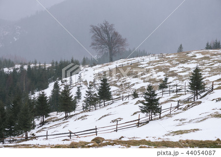 Spring landscape with beech trees on the hill Spring landscape with beech trees on the hill 44054087