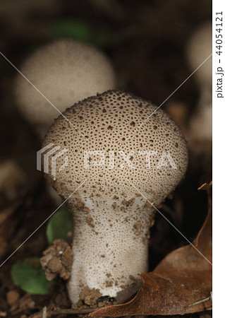 自然 茸 キツネノチャブクロ、秋のはじめ林縁の道ばたに点々と丸い頭が顔を出します 自然 茸 キツネノチャブクロ、秋のはじめ林縁の道ばたに点々と丸い頭が顔を出します 44054121