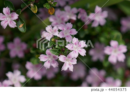 ピンクの白丁花 ピンクミスティック ピンクの白丁花 ピンクミスティック 44054375