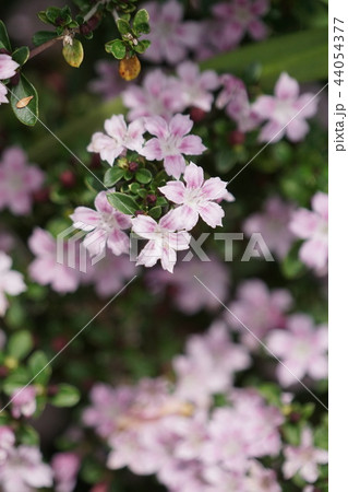 ピンクの白丁花 ピンクミスティック ピンクの白丁花 ピンクミスティック 44054377