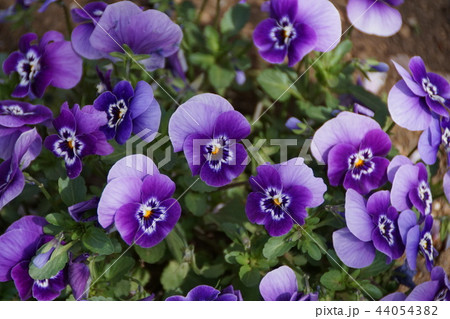パンジー ビオラ 花言葉は 信頼 の写真素材