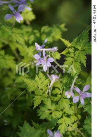 芹葉飛燕草 セリバヒエンソウ 花言葉は 華やかな雰囲気 の写真素材