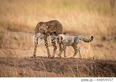 Cheetah cub and mother cross earth mound 44054557