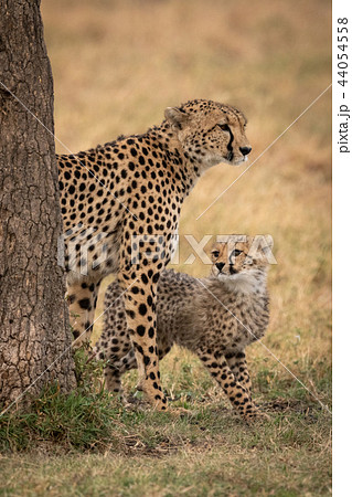 Cheetah cub and mother stand behind tree Cheetah cub and mother stand behind tree 44054558