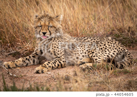 Cheetah cub closes eyes lying in grass 44054605