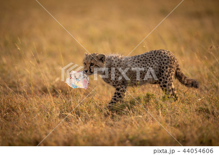 Cheetah cub crosses grass carrying plastic bag 44054606