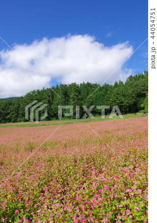 赤そば畑(赤そばの里) 赤そば畑(赤そばの里) 44054751