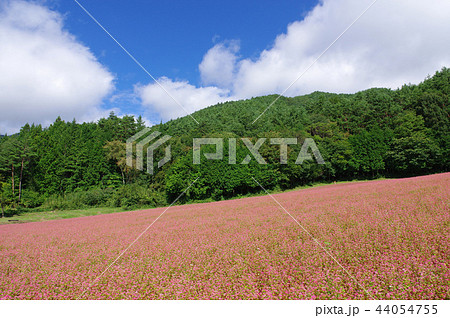赤そば畑（赤そばの里） 44054755