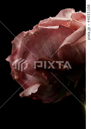 Macro shoot of dying pink persian buttercup flower isolated on black 44055106