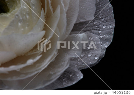 White buttercup with drops, macro photo. Natural pattern 44055136