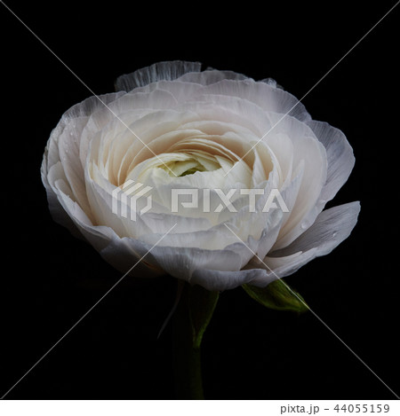 White ranunculus isolated on a black background 44055159