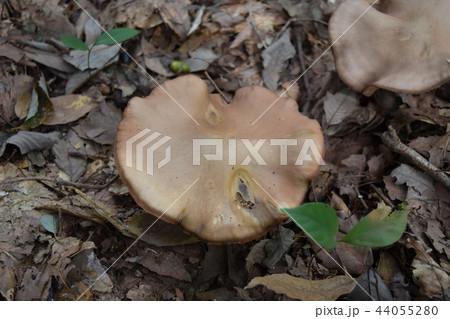 ハタケシメジ 44055280