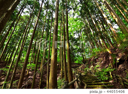 板室温泉神社から上の原園地へ続く山道 44055406