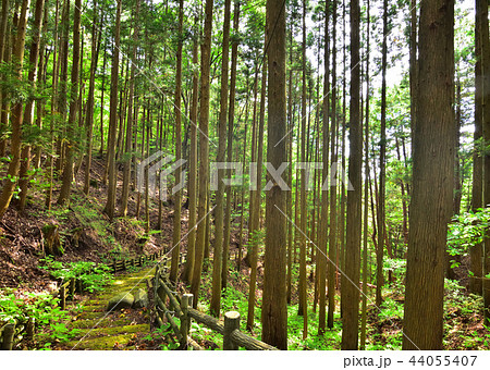 板室温泉神社から上の原園地へ続く山道 44055407
