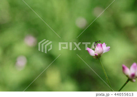 ホソハリカメムシ　幼虫 44055613