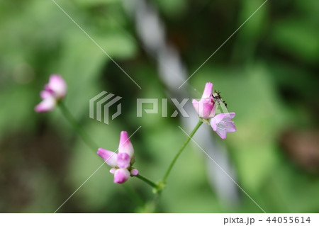 ホソハリカメムシ　幼虫 44055614