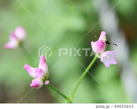 ホソハリカメムシ　幼虫 44055615