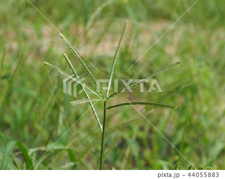 オヒシバ 44055883