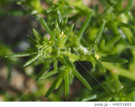 オカヒジキ 44055885