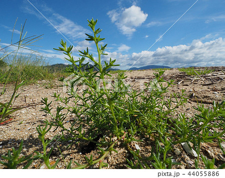 オカヒジキ 44055886