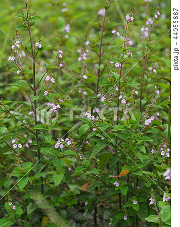 イヌコウジュ イヌコウジュ 44055887