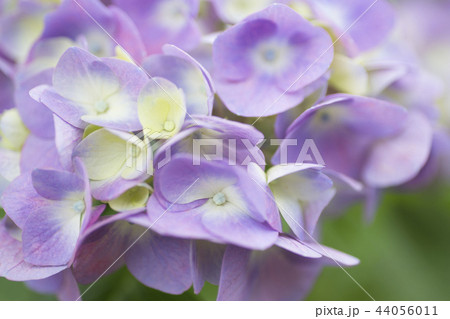 あじさい　紫陽花　アジサイ 44056011
