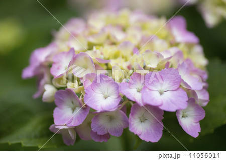 あじさい　紫陽花　アジサイ 44056014